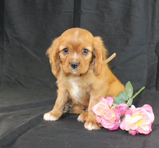 puppy, for, sale, Cavalier King Charles Spaniel, Ivan J. Stoltzfus, dog, breeder, Dornsife, PA, dog-breeder, puppy-for-sale, forsale, nearby, find, puppyfind, locator, puppylocator, aca